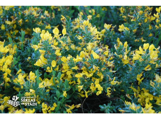 Chamaecytisus decumbens